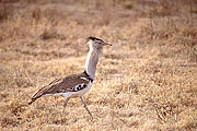 Picture 'KT1_31_04 Kori Bustard, Tanzania, Ngorongoro'